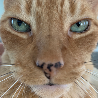Catguy@mstdn.social