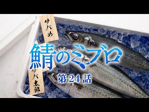 TVアニメ『青のミブロ』/次回予告CM「鯖のミブロ」#24/毎週土曜夕方5時半放送中！