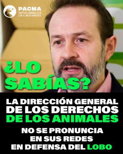 Imagen de PACMA donde aparece Joserra Becerra y el texto: "¿Lo sabías? La Dirección General de los Derechos de los Animales no se pronuncia en sus redes en defensa del lobo.