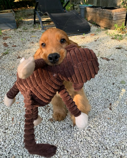 Just discovered that rotating Coco’s toys instead of leaving them all out makes her way more interested in them again. I hide a few, bring them back later and boom, it’s like she’s got brand new toys. Total game changer!.
