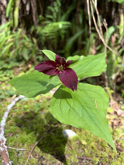 Trillium in the color purple. Leaves/bracts in the color green. Plants of the forest floor in the background. “Trillium is a unique plant given it does not technically have above-ground stems or leaves. What we identify as leaves are morphologically bracts or modified leaves.“ Swihart 2023