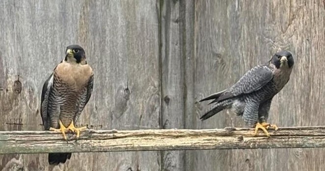 Falcons and eggs stolen in burglary at rural property