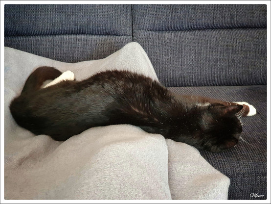 Bildbeschreibung:
BeKa hat sich quer über eines meiner Beine gelegt.