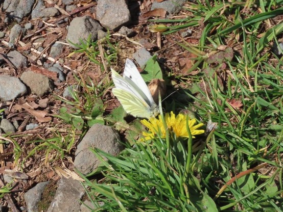 Green Veined White butterfly feeding on dandelion