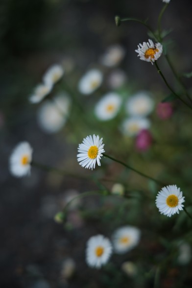 A close-up of white daisies with yellow centers against a softly blurred green and pink background.