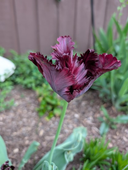 A dark maroon parrot tulip (so the petals are all fringed) bloom
