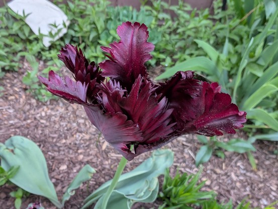 A more top down look at the fringey maroon tulip