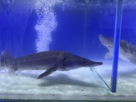 A small sturgeon in a tank at a supermarket