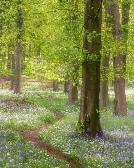 A winding path in a fresh green bluebell forest.