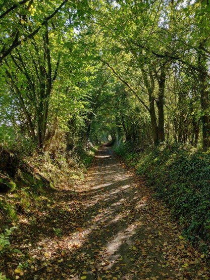 A dirt path covered by fallen leaves and bordered by trees.