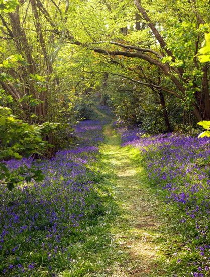A narrow dirt path in a wodoland bordered by purple flowers.