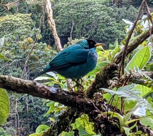 a bright blue bird sits in the crook of several moss-covered branches. We can see rainforest trees in the background. The bird has a black head and a curved slightly yellow beak.