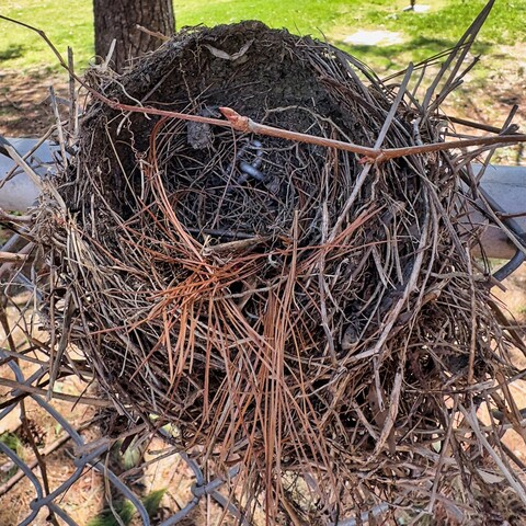 Birds's nest build into a chain link fence