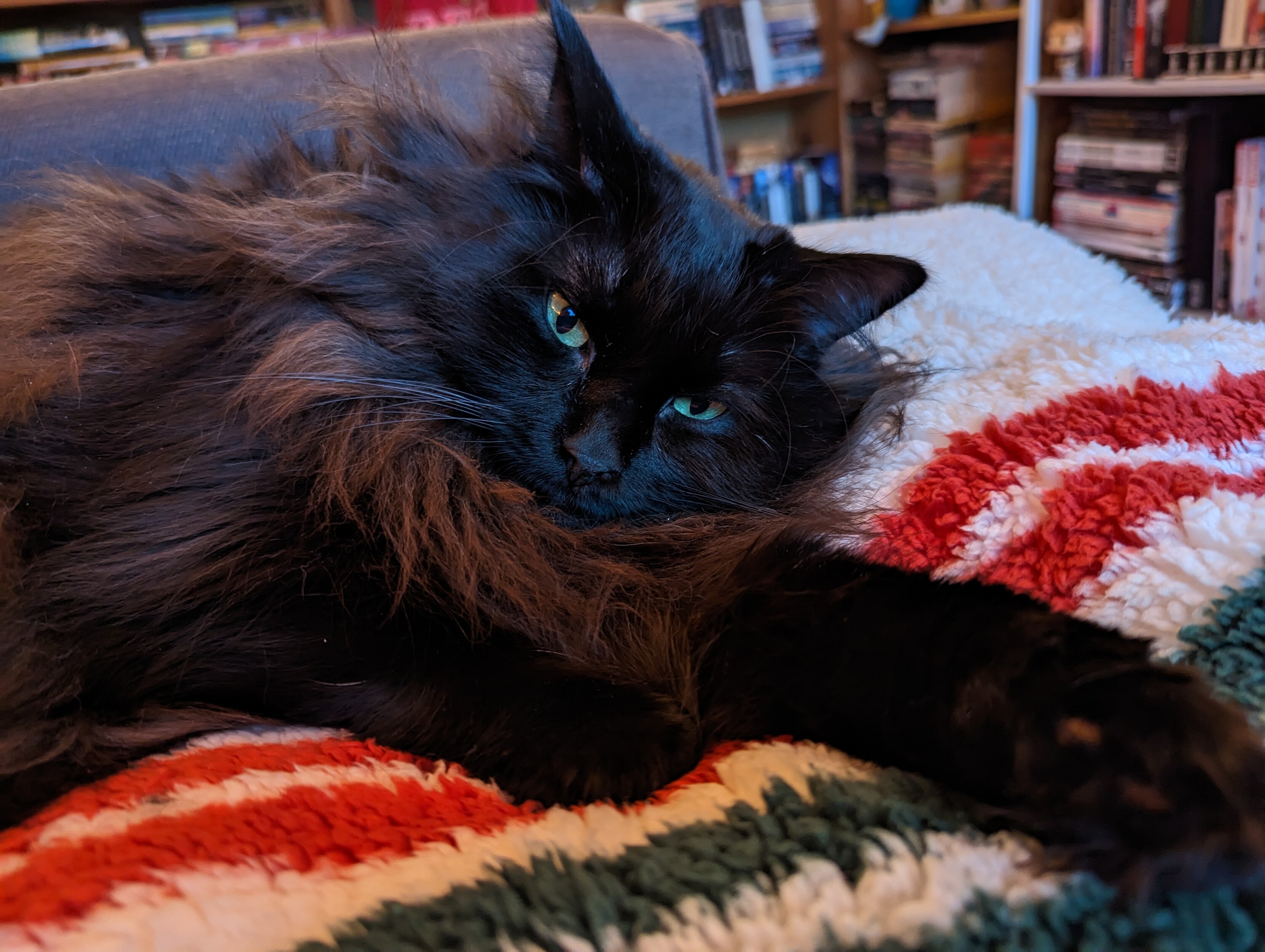A very fluffy (slightly scruffy) black cat lying on a soft striped blanket, front paw stretching towards the camera