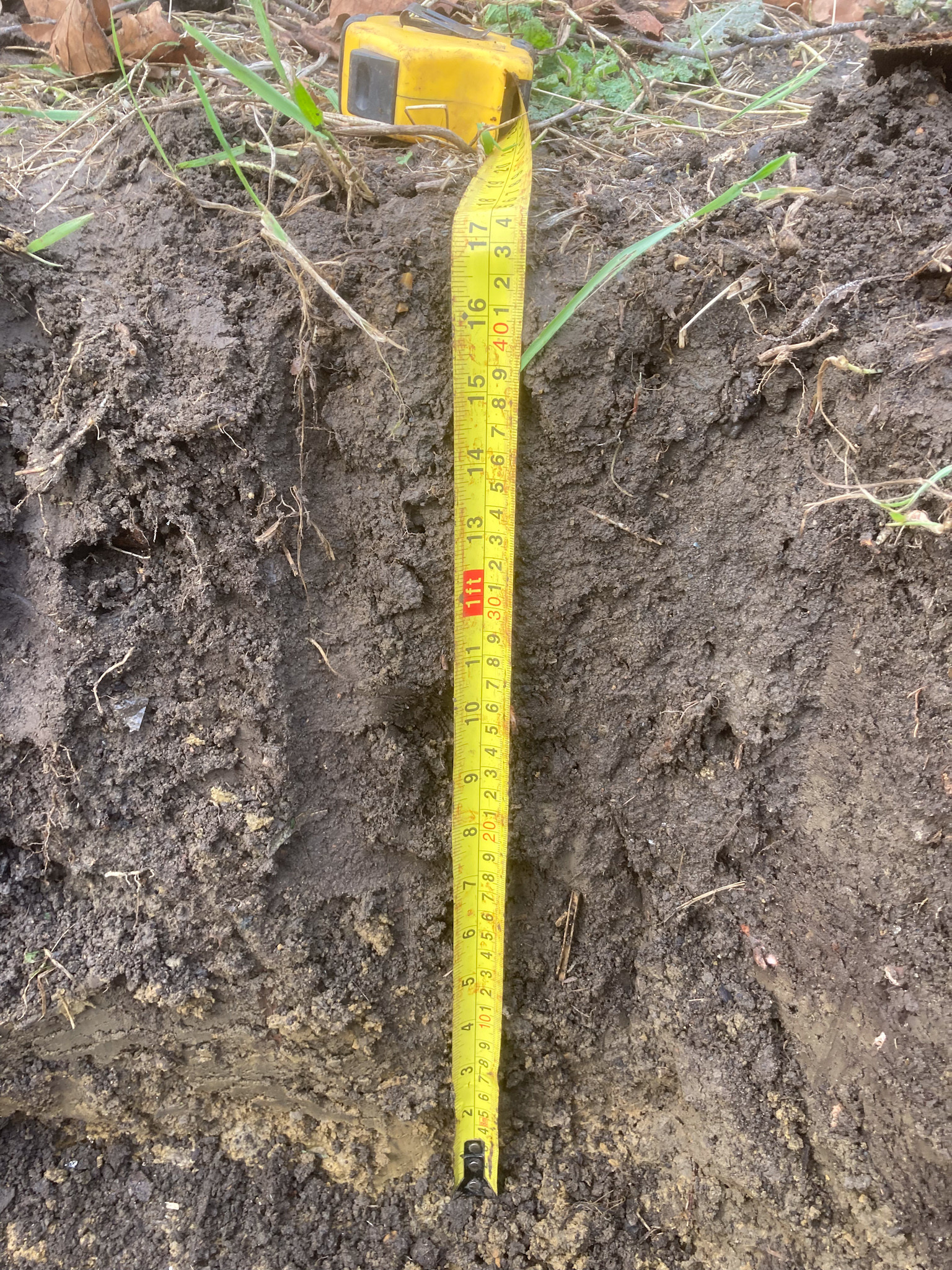 A whole dug on a no dig allotment plot with a tape measure going down to about 44 cm or over 17 inches. The good soil layer is approximately 39 cm or 15 inches deep before the clay layer begins.