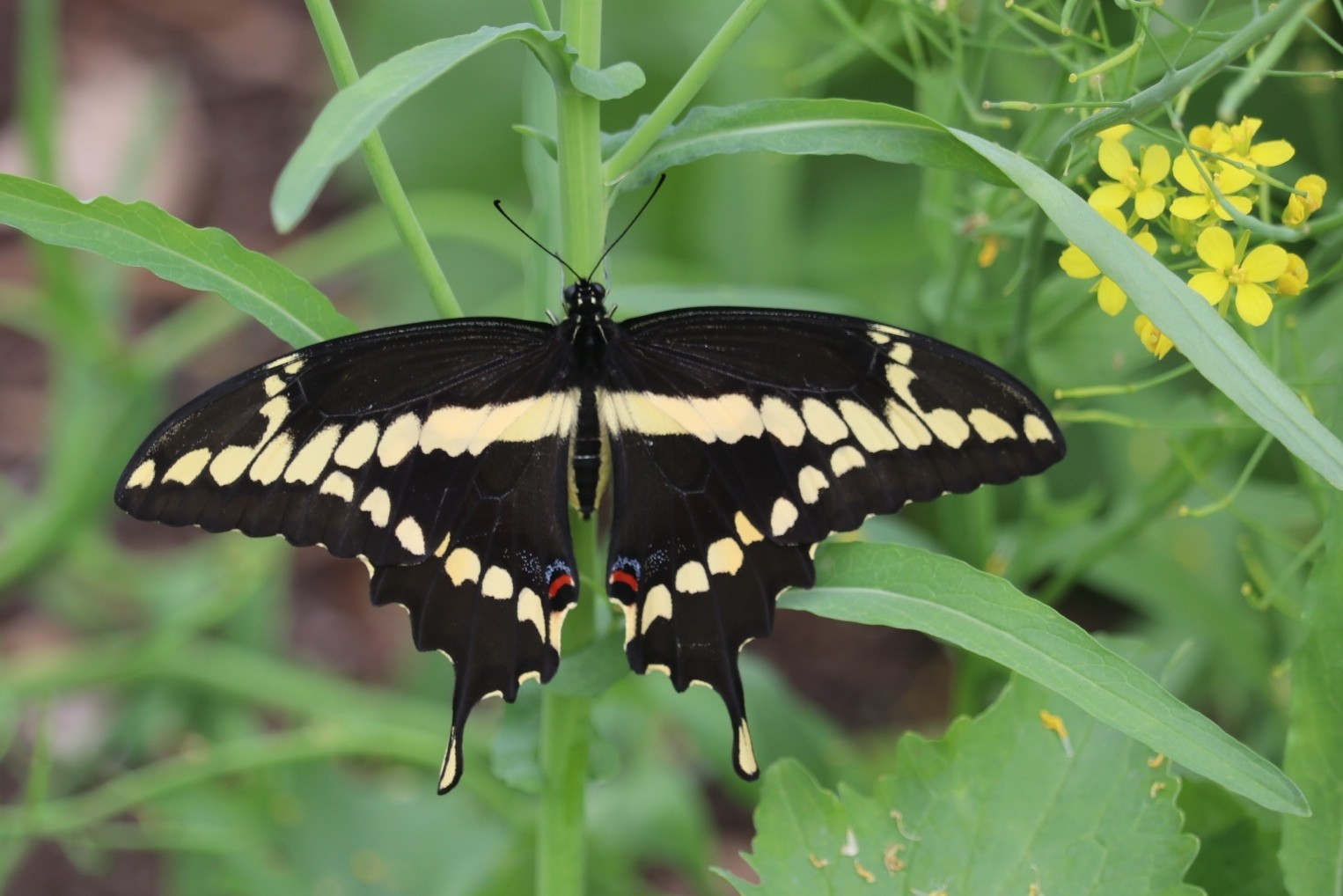 A Giant Swallowtail butterfly resting on a stem of broccoli rabe. Dorsal view with the wings spread wide.</p><p>Further detail: the butterfly is black with a horizontal yellow band stretching across the forewings and additional yellow markings down the sides of the hindwings. There are two small red and blue patches on the interior hindwings. Background is a tangle of long, tapered green leaves and a small cluster of yellow broccoli rabe flowers.