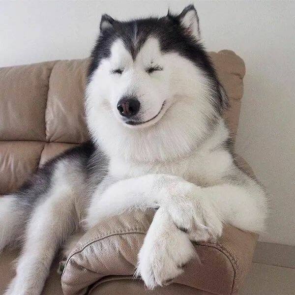 Malamute (or husky) sitting on a couch, legs folded over the arm, smiling. 
