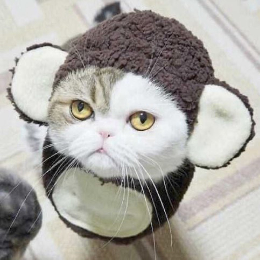 Кот идиот