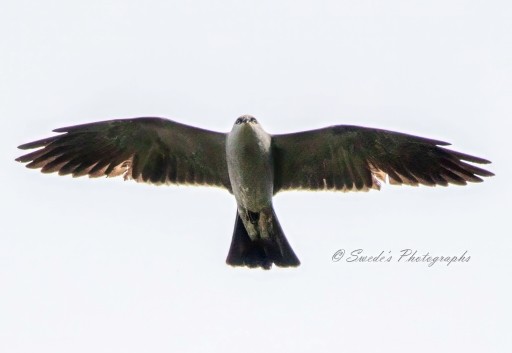 "A single Mississippi kite is captured in mid-flight against a pale sky. Its wings are fully spread, displaying an impressive wingspan. The detailed feathers create a natural gradient effect, with varying shades of brown and grey. The kite’s compact body and focused eyes give it an intense look as it soars effortlessly, embodying grace and freedom. The photo is credited to “© Swede's Photographs.”  - Copilot