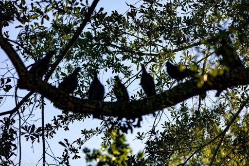 "The scene captures a natural setting, with a focus on a sturdy tree branch. Several birds are perched on this thick arched branch, their silhouettes outlined against the bright blue sky. The foliage surrounding the birds is dense, with an abundance of leaves providing cover and shade.</p><p>Unfortunately, due to the backlighting and the birds’ positioning, it’s challenging to discern specific species or plumage details. However, we can appreciate the collective presence of these avian visitors, showcasing their social behavior and habitat preferences.</p><p>In summary, this image portrays a serene moment in the avian world—a congregation of birds seeking refuge on a sunlit branch, framed by the vibrant sky. " - Copilot with edits