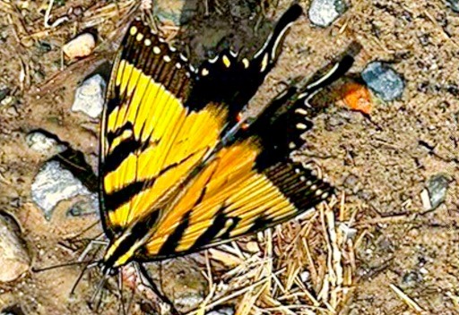 "The image depicts a butterfly with striking yellow and black patterning on its wings. The butterfly is resting on a ground composed of soil, small rocks, and sparse vegetation. Its wings are partially open, revealing the intricate details of the pattern. This snapshot provides a glimpse into the butterfly’s natural habitat." - Copilot