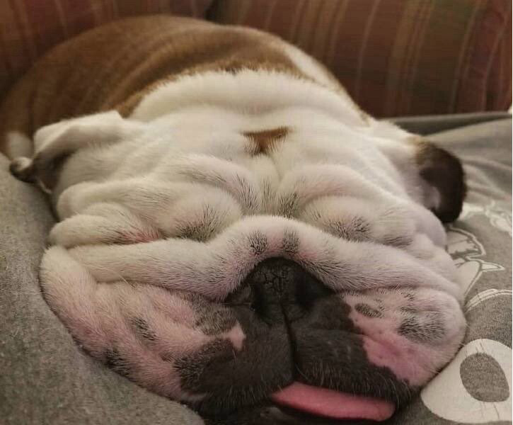Sleeping bulldog with scrunched up face and tongue poking out.