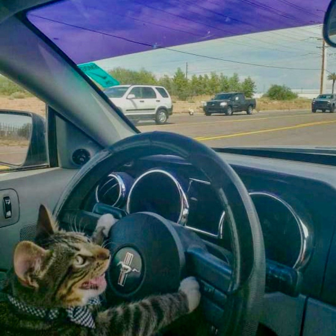 A cat is gripping the steering wheel of a car, looking in the direction of an unseen passenger and appearing to speak.