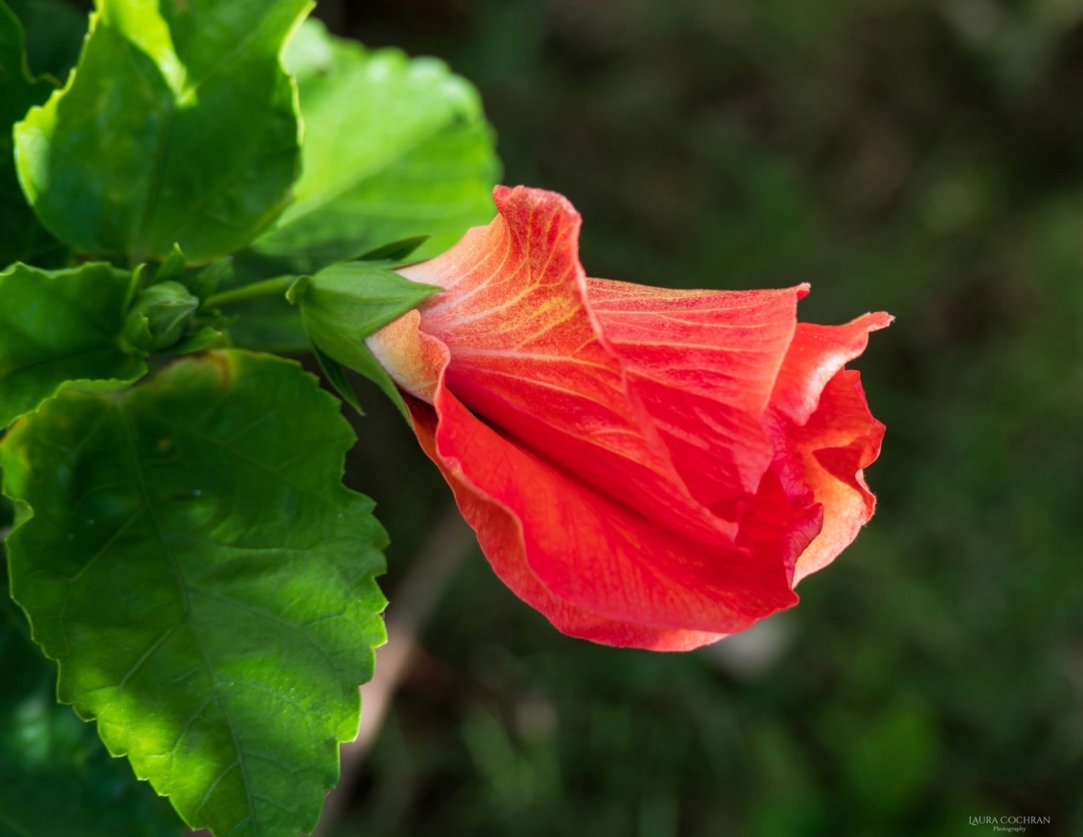 An unfurling orange hibiscus blossom. 