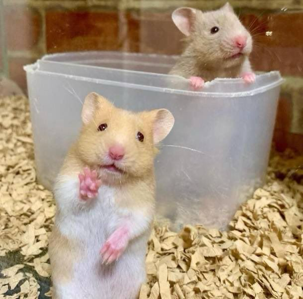 A hamster stands in a Tupperware container in the background. A second holds up a paw in the foreground.