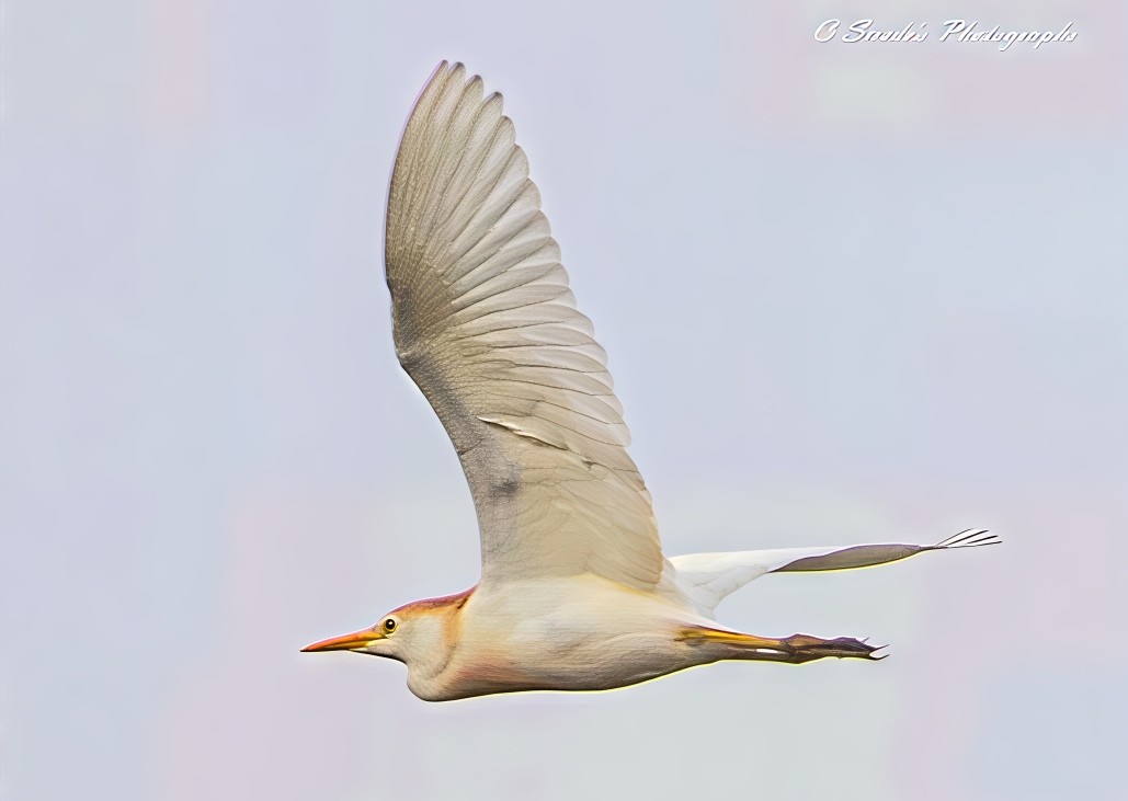 Lone Flyer

"This image captures a majestic western cattle egret (Bubulcus ibis) in mid-flight, its wings gracefully spread as it soars through the sky. The bird's white plumage contrasts beautifully against the background, highlighting its elegant form. The egret’s long legs trail behind, and its sharp beak points forward with purpose. The lighting and angle emphasize the delicate details of its feathers, creating a sense of motion and freedom." - Copilot