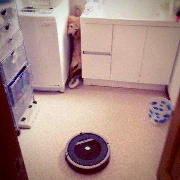 A dog is squeezed in a corner between a washing machine and a cabinet, looking at a robotic vacuum cleaner in the center of the room.