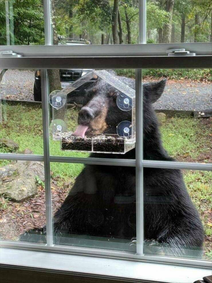 A bear eats from a bird feeder attached to a window.