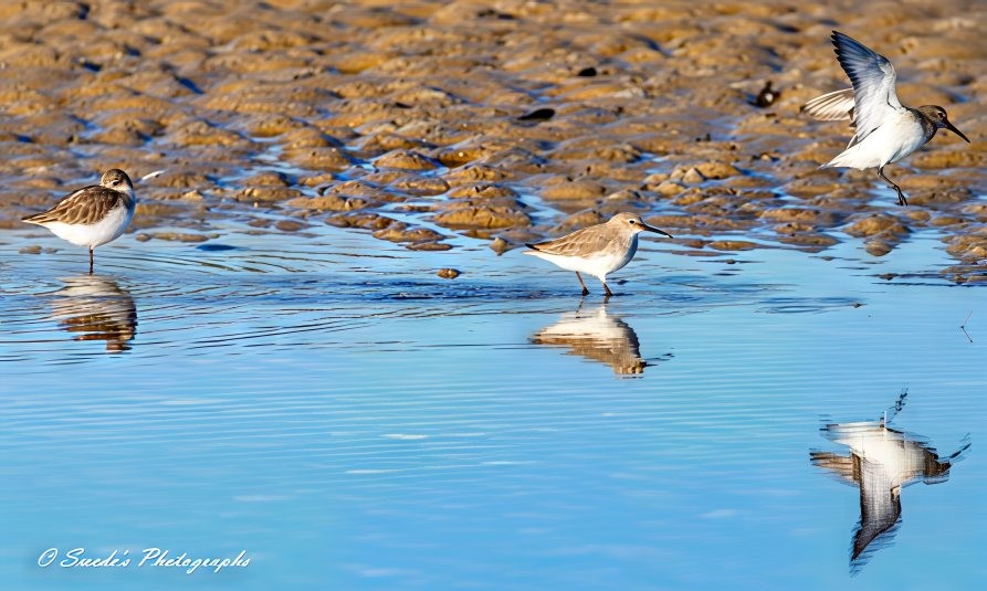 Life on the Mudflats

"This image beautifully captures the lively scene of three dunlins (Calidris alpina) on mudflats at low tide, gathered around a shimmering tidal pool. The dunlin on the right is mid-flight, its wings spread wide, displaying delicate feather patterns, while its legs dangle slightly beneath it. The middle dunlin is in motion, its tiny legs kicking up droplets as it runs through the water, creating gentle ripples in the pool. On the left, a third dunlin stands still, balancing gracefully on one leg, its beak tucked back into its wing as it nestles in for warmth, a striking contrast to the action unfolding nearby.

The tidal pool itself acts like a mirror, capturing fleeting reflections of each bird. The dunlin in flight has its distorted reflection rippling beneath it, a faint echo of its wings touching the surface. The running dunlin’s reflection is scattered and blurred by the water’s movement, an energetic shimmer beneath its form. The resting dunlin, however, appears almost perfectly duplicated in the stillness, its mirrored image lying softly in the pool, adding a serene balance to the composition. The textured mudflats beneath them stretch out, glistening under the soft light, emphasizing the birds’ presence in this coastal habitat." - Copilot