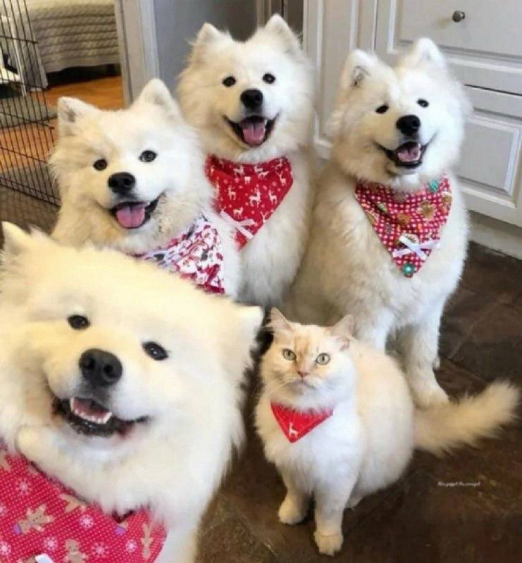 A group of four fluffy white dogs and one fluffy white cat, all wearing red and festive patterned bandanas, posing indoors. The cat does not look amused.