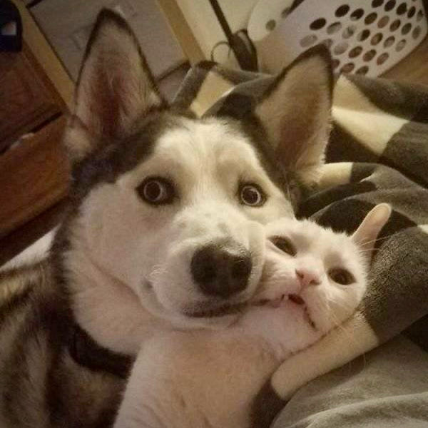 A Siberian Husky and a white cat with their faces mushed together, looking at the camera. Neither looks comfortable. A Siberian Husky and a white cat with their faces mushed together, looking at the camera. Neither looks comfortable.