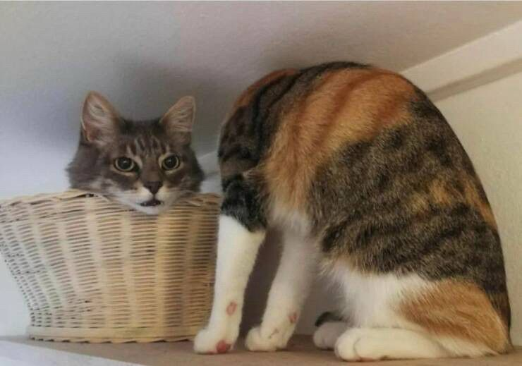 A cat with its head turned creates the appearance of headlessness. Next to them is a basket with a second cat’s head poking out the top.