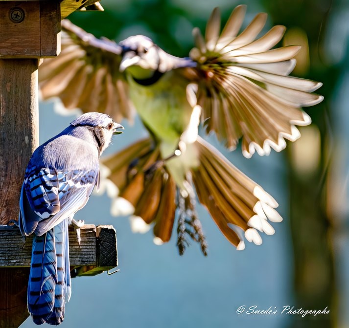 "In a moment suspended between motion and stillness, two Blue Jays (Cyanocitta cristata) create a story of presence and approach. One perches firmly on the edge of a rustic wooden bird feeder; its elegant crest lays back across its head, signaling both curiosity and caution. Its plumage is a brilliant patchwork of cerulean, black, and white, with intricate barring along the wings and a soft gray underside. The bird’s head tilts slightly upward, eyes locked on its approaching companion.
Above, the second jay swoops in with wings outspread—each feather visible, fanned with purpose and grace. This Blue Jay hovers just beyond the first, slightly out of focus, adding a sense of depth to the image. Its body angles downward, legs tucked as it prepares to land. The feathers ripple with motion, catching shifting light: cobalt, sky blue, and shadows of dusk edged in white. The background blurs into a quiet wash of neutral tones, all the better to frame this unfolding moment of wild conversation.
There’s a gentle tension in the scene—will they share the space or clash over it? The watching jay waits, part sentinel, part sibling, as its sky-colored twin descends from above." - Copilot with edits "In a moment suspended between motion and stillness, two Blue Jays (Cyanocitta cristata) create a story of presence and approach. One perches firmly on the edge of a rustic wooden bird feeder; its elegant crest lays back across its head, signaling both curiosity and caution. Its plumage is a brilliant patchwork of cerulean, black, and white, with intricate barring along the wings and a soft gray underside. The bird’s head tilts slightly upward, eyes locked on its approaching companion.
Above, the second jay swoops in with wings outspread—each feather visible, fanned with purpose and grace. This Blue Jay hovers just beyond the first, slightly out of focus, adding a sense of depth to the image. Its body angles downward, legs tucked as it prepares to land. The feathers ripple with motion, catching shifting light: cobalt, sky blue, and shadows of dusk edged in white. The background blurs into a quiet wash of neutral tones, all the better to frame this unfolding moment of wild conversation.
There’s a gentle tension in the scene—will they share the space or clash over it? The watching jay waits, part sentinel, part sibling, as its sky-colored twin descends from above." - Copilot with edits