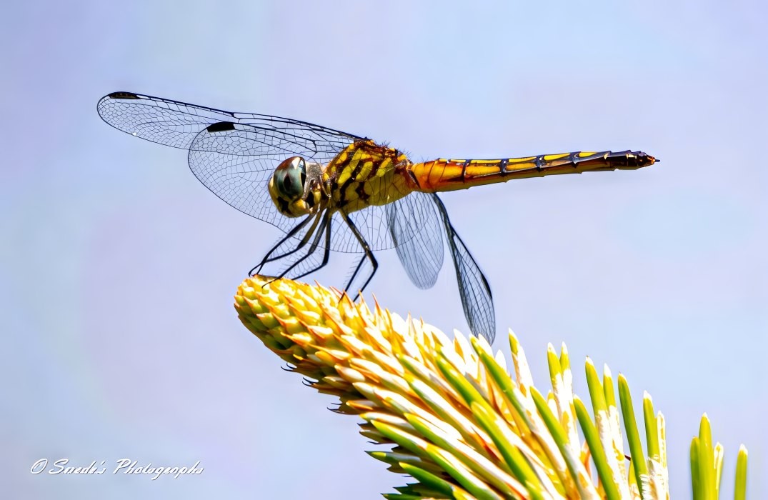 "Perched on the tip of a sunlit reed, a female Blue Dasher dragonfly (Pachydiplax longipennis) balances in studied stillness. Her slender abdomen, unlike the icy blue of her male counterpart, glows with golden-yellow tones striped in black, like a miniature wasp painted in watercolor. Each segment tapers with fine precision, the yellow fading to a darker hue near the tip—delicate but purposeful.
Her thorax is a mottled mix of warm olive and chestnut, brushed with dusty greens, while two pairs of transparent wings stretch outward like panes of stained glass, veined and gossamer-light. They catch the morning sun in flecks of silver. Her large compound eyes, a shifting mosaic of earthy tones, take in the world in silent, panoramic clarity.
Behind her, the background melts into soft pools of green and brown—grasses, pond shadow, sky reflections—muted but vibrant. This quiet predator holds her place with perfect poise: not hovering, not darting, but simply being, in the golden hush of summer." - Copilot "Perched on the tip of a sunlit reed, a female Blue Dasher dragonfly (Pachydiplax longipennis) balances in studied stillness. Her slender abdomen, unlike the icy blue of her male counterpart, glows with golden-yellow tones striped in black, like a miniature wasp painted in watercolor. Each segment tapers with fine precision, the yellow fading to a darker hue near the tip—delicate but purposeful.
Her thorax is a mottled mix of warm olive and chestnut, brushed with dusty greens, while two pairs of transparent wings stretch outward like panes of stained glass, veined and gossamer-light. They catch the morning sun in flecks of silver. Her large compound eyes, a shifting mosaic of earthy tones, take in the world in silent, panoramic clarity.
Behind her, the background melts into soft pools of green and brown—grasses, pond shadow, sky reflections—muted but vibrant. This quiet predator holds her place with perfect poise: not hovering, not darting, but simply being, in the golden hush of summer." - Copilot