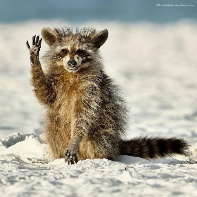 A rumpled raccoon smiles and waves at the camera. A rumpled raccoon smiles and waves at the camera.