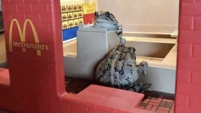 A dollhouse-sized McDonald’s occupied by 2 frogs as cashier and customer. 